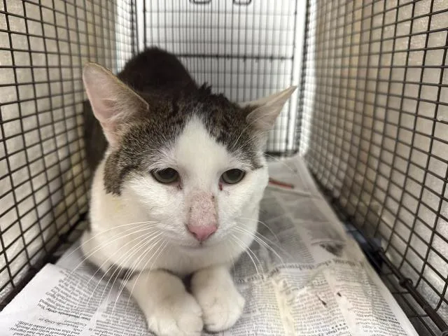 An adult medium-sized male Domestic Short Hair cat named Aries for adoption in Chatsworth, CA