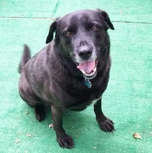 An adult large-sized male Black Labrador Retriever dog named Bear for adoption in White Bear Lake, MN