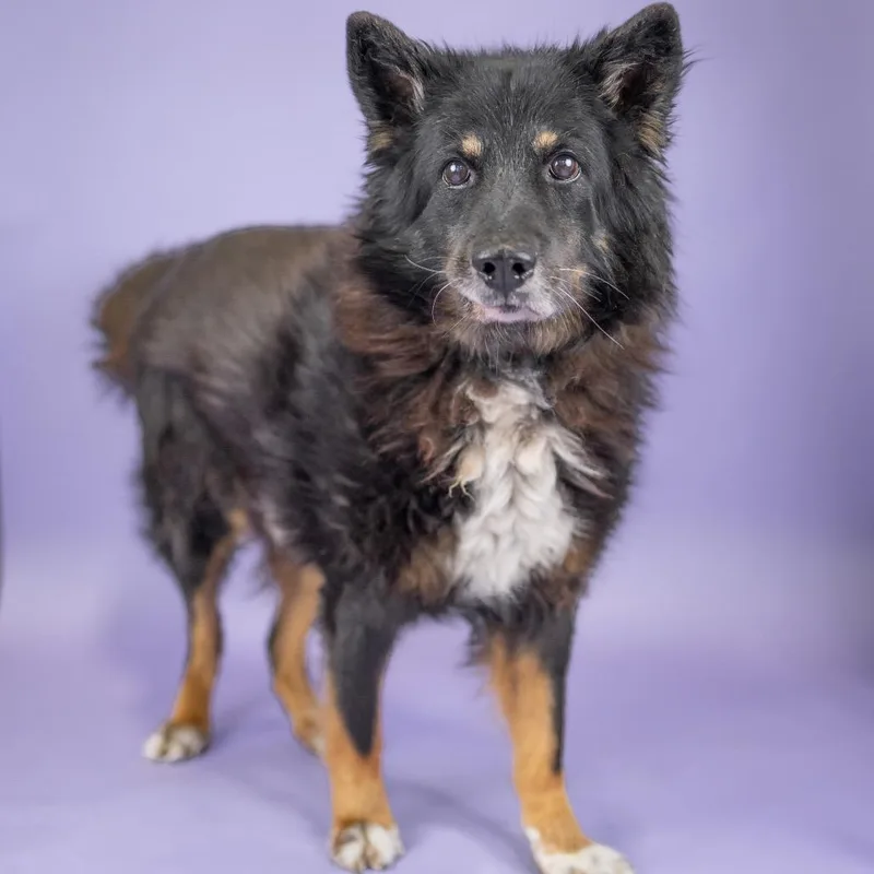 A senior large-sized male Black Mixed Breed dog named Harley for adoption in Portland, OR
