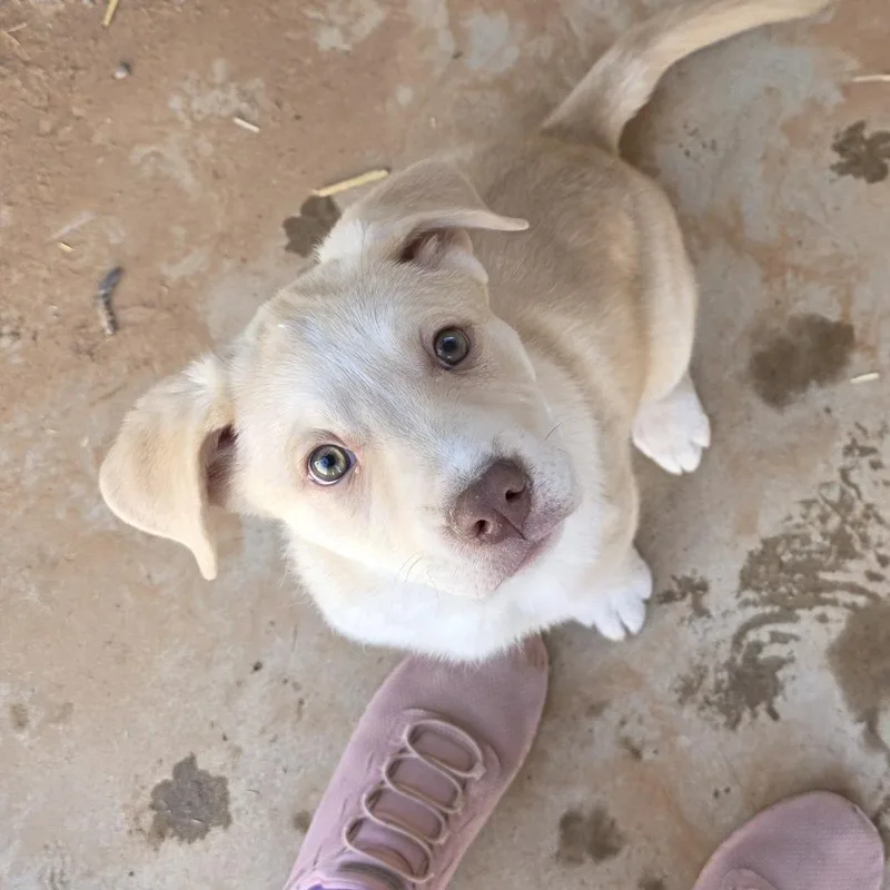 A young medium-sized female Apricot / Beige Labrador Retriever dog named Honey for adoption in Midland, TX