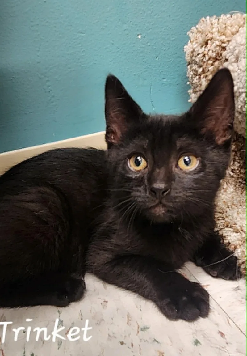 A baby medium-sized male Black Domestic Short Hair cat named Trinket for adoption in Chambersburg, PA