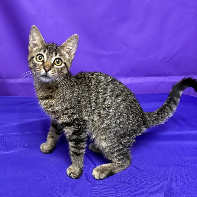 A baby small-sized male Brown / Chocolate Domestic Short Hair cat named Quesa for adoption in North Myrtle Beach, SC