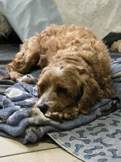 An adult medium-sized female Cocker Spaniel dog named Bitsy for adoption in Malvern, PA