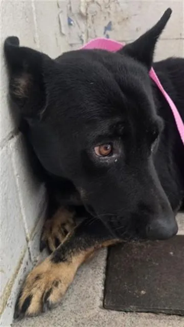 An adult large-sized male German Shepherd Dog dog named Grayson for adoption in San Bernardino, CA