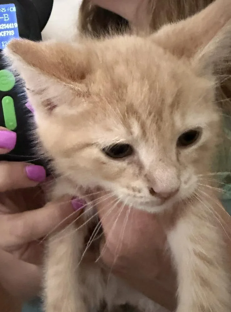 A baby small-sized male Domestic Long Hair cat named Oliver Twist for adoption in Poplar Grove, IL