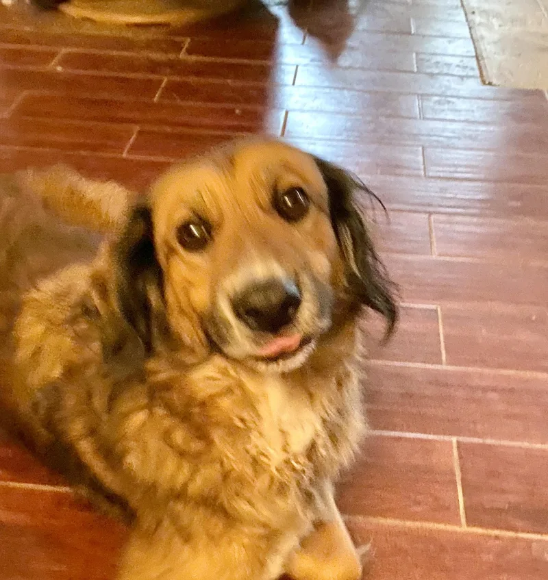 An adult large-sized male Bicolor Golden Retriever dog named Marlow for adoption in Cincinnati, OH