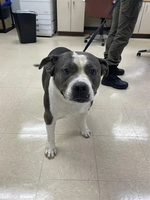 An adult large-sized female Pit Bull Terrier dog named Madeleine for adoption in Killeen, TX