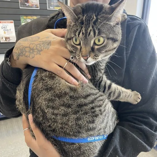 An adult medium-sized female Domestic Short Hair cat named Egypt for adoption in Des Moines, IA
