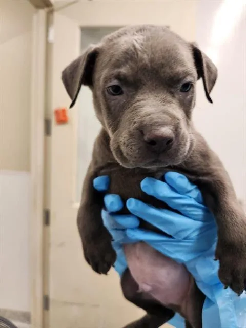 A baby small-sized male American Staffordshire Terrier dog named Bear for adoption in San Antonio, TX