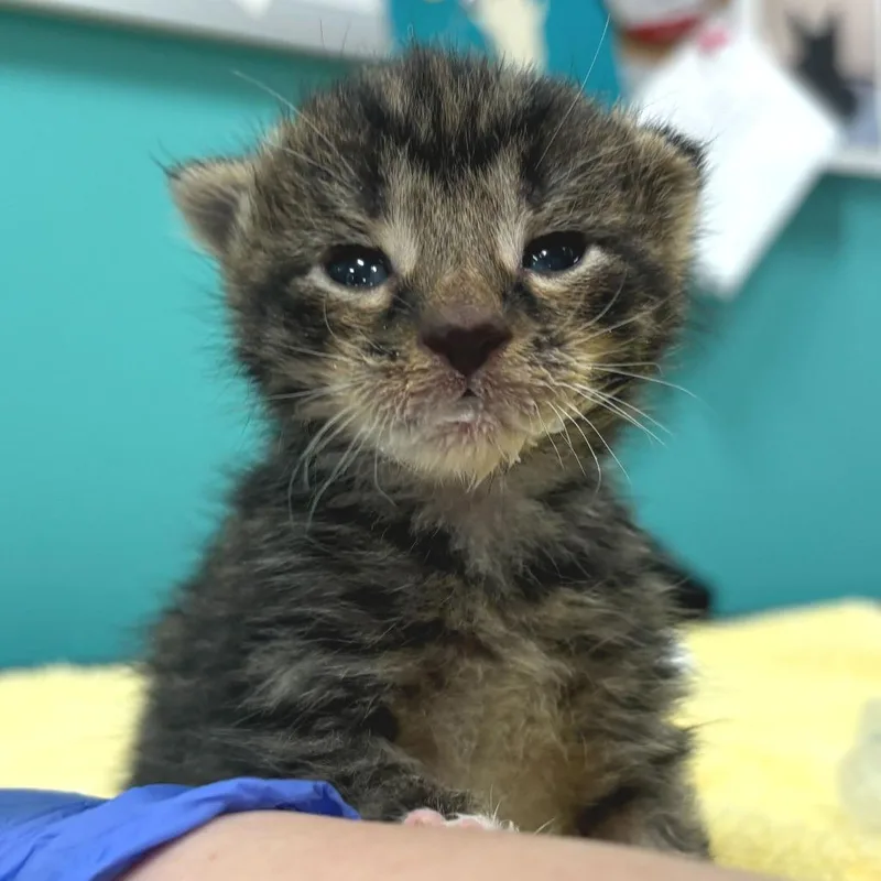 A baby small-sized male Brown / Chocolate Domestic Short Hair cat named Thesaurus for adoption in Newark, DE