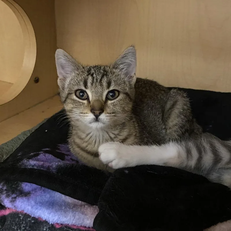 A baby small-sized female Brown / Chocolate Domestic Short Hair cat named Starhorse for adoption in Washington Township, OH