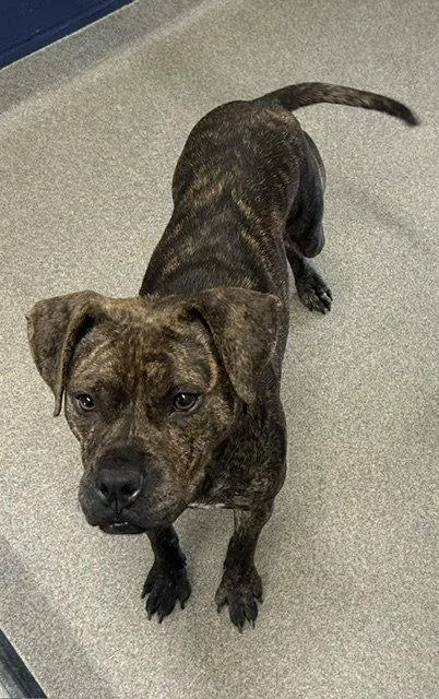 An adult medium-sized female Mixed Breed dog named Poppy  Years Female for adoption in Sterling, MA