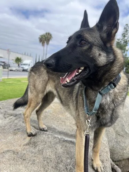 An adult large-sized female Belgian Shepherd / Sheepdog dog named Cardamom for adoption in El Cajon, CA