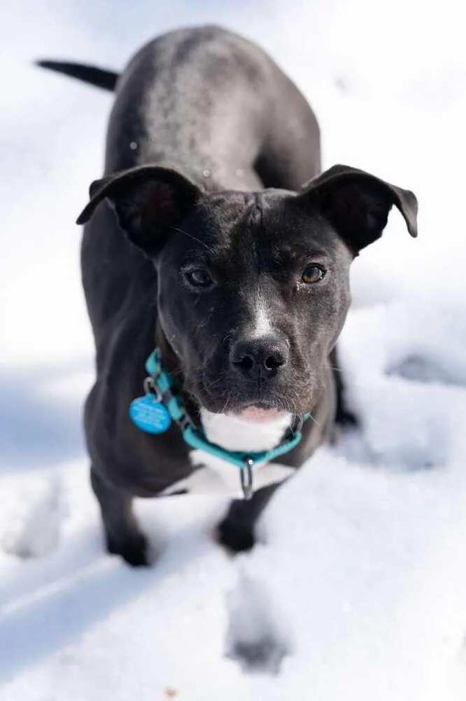 A baby medium-sized female Tricolor (Brown, Black, & White) Pit Bull Terrier dog named Bridget for adoption in Leverett, MA