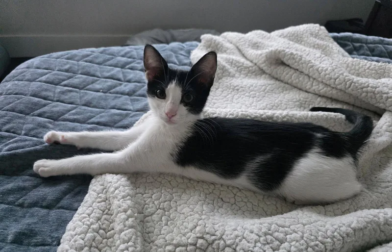 A baby medium-sized female Domestic Short Hair cat named Razzle for adoption in Frisco, TX