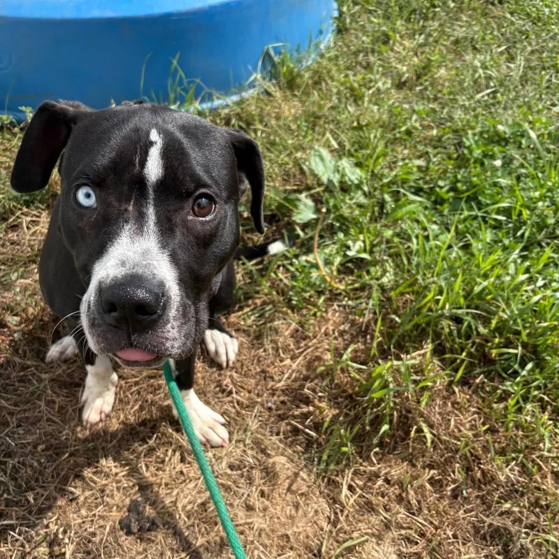 A young small-sized male Black Labrador Retriever dog named Cadete for adoption in West Des Moines, IA