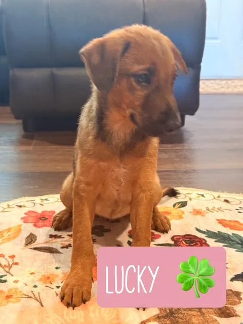 A baby medium-sized female Brown / Chocolate Border Collie dog named Lucky for adoption in Quitman, TX