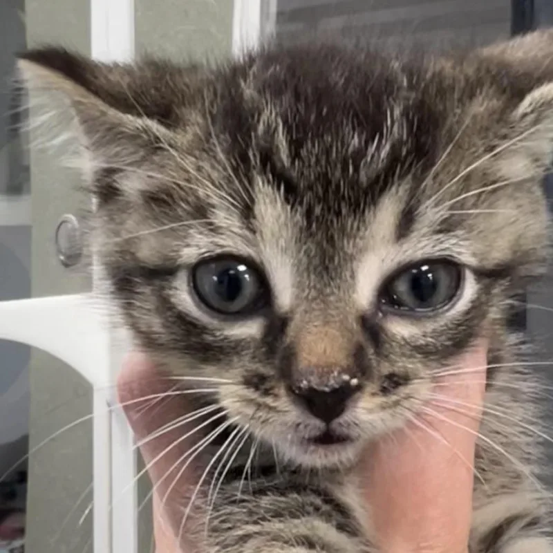 A baby small-sized male Brown / Chocolate Domestic Short Hair cat named Cameron for adoption in Chicago, IL