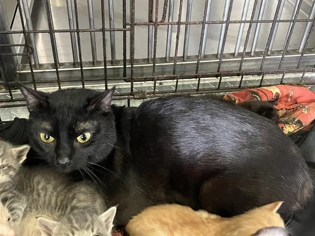 An adult small-sized male Domestic Short Hair cat named Tom for adoption in Dallas, TX