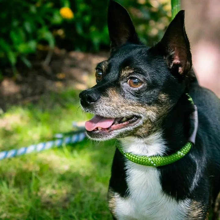An adult small-sized male Chihuahua dog named Tortilla Chip for adoption in Houston, TX