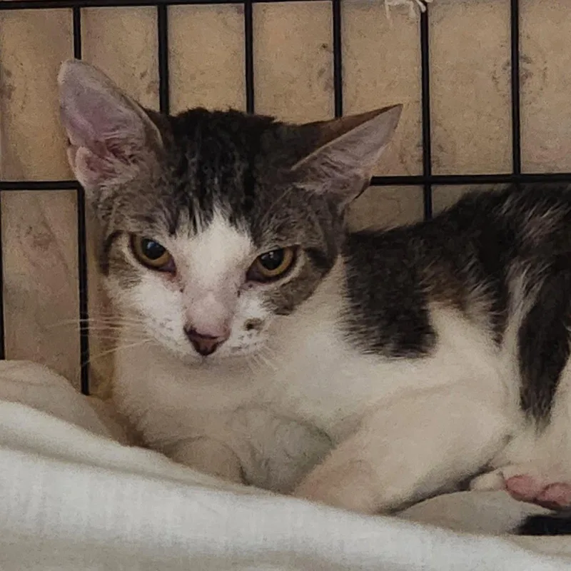 A young medium-sized female Domestic Short Hair cat named Topaz for adoption in Crossville, TN