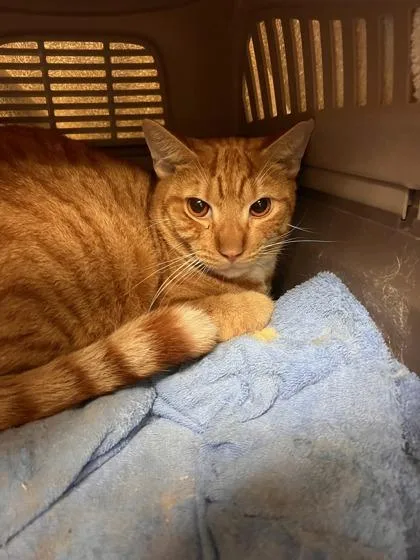 An adult small-sized male Domestic Short Hair cat named Orange for adoption in Honolulu, HI