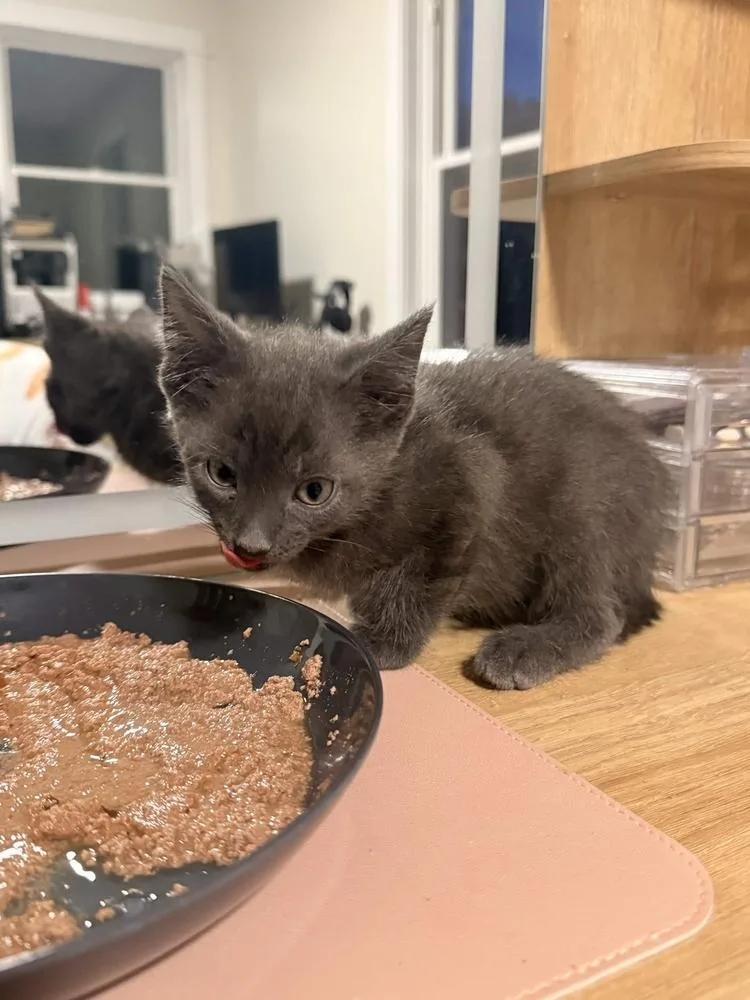 A baby small-sized male Domestic Short Hair cat named Waltz for adoption in Grand Rapids, MI