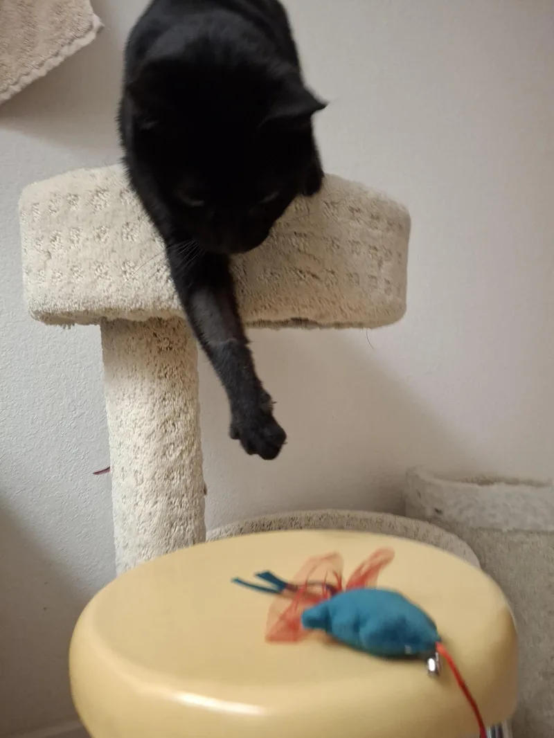 Scarlett thumbnail 2