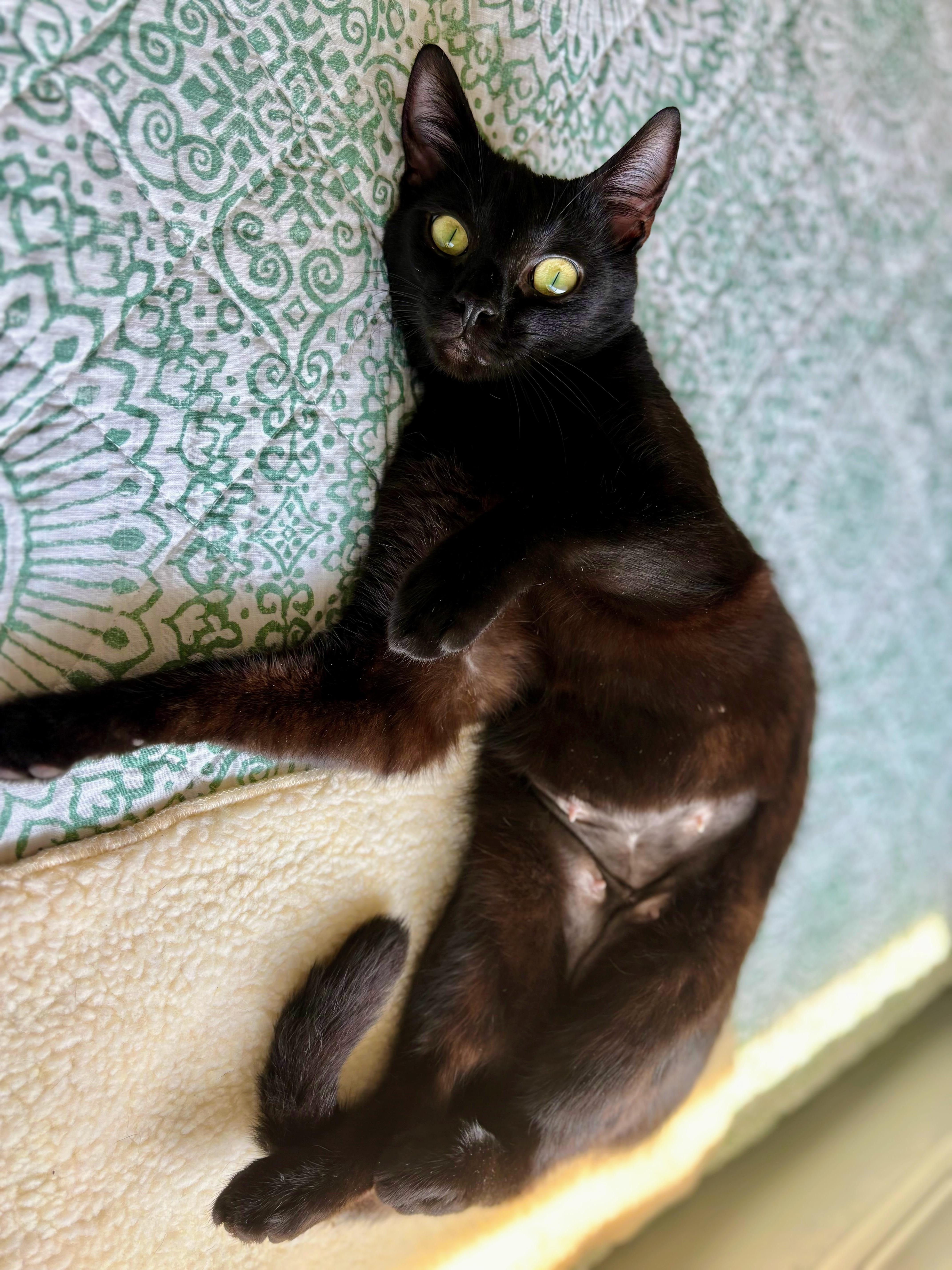 A young medium-sized female Black Domestic Short Hair cat named Scarlett for adoption in Yorba Linda, CA