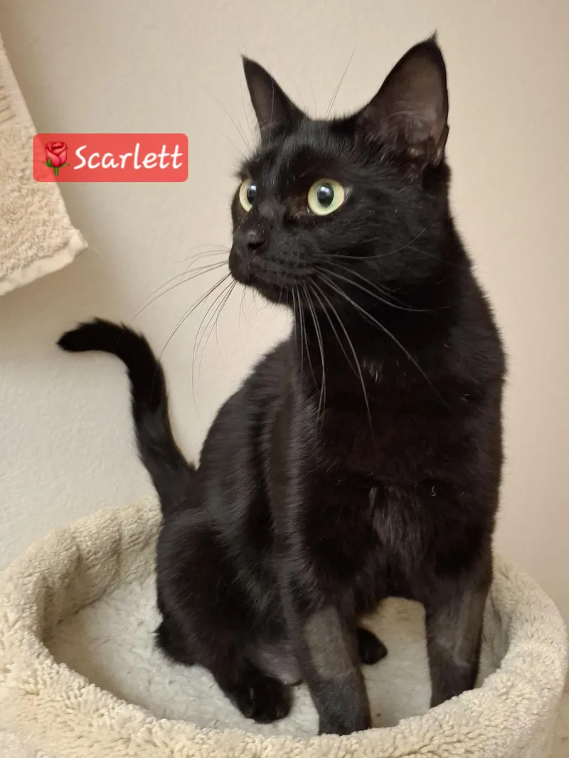 Scarlett thumbnail 3