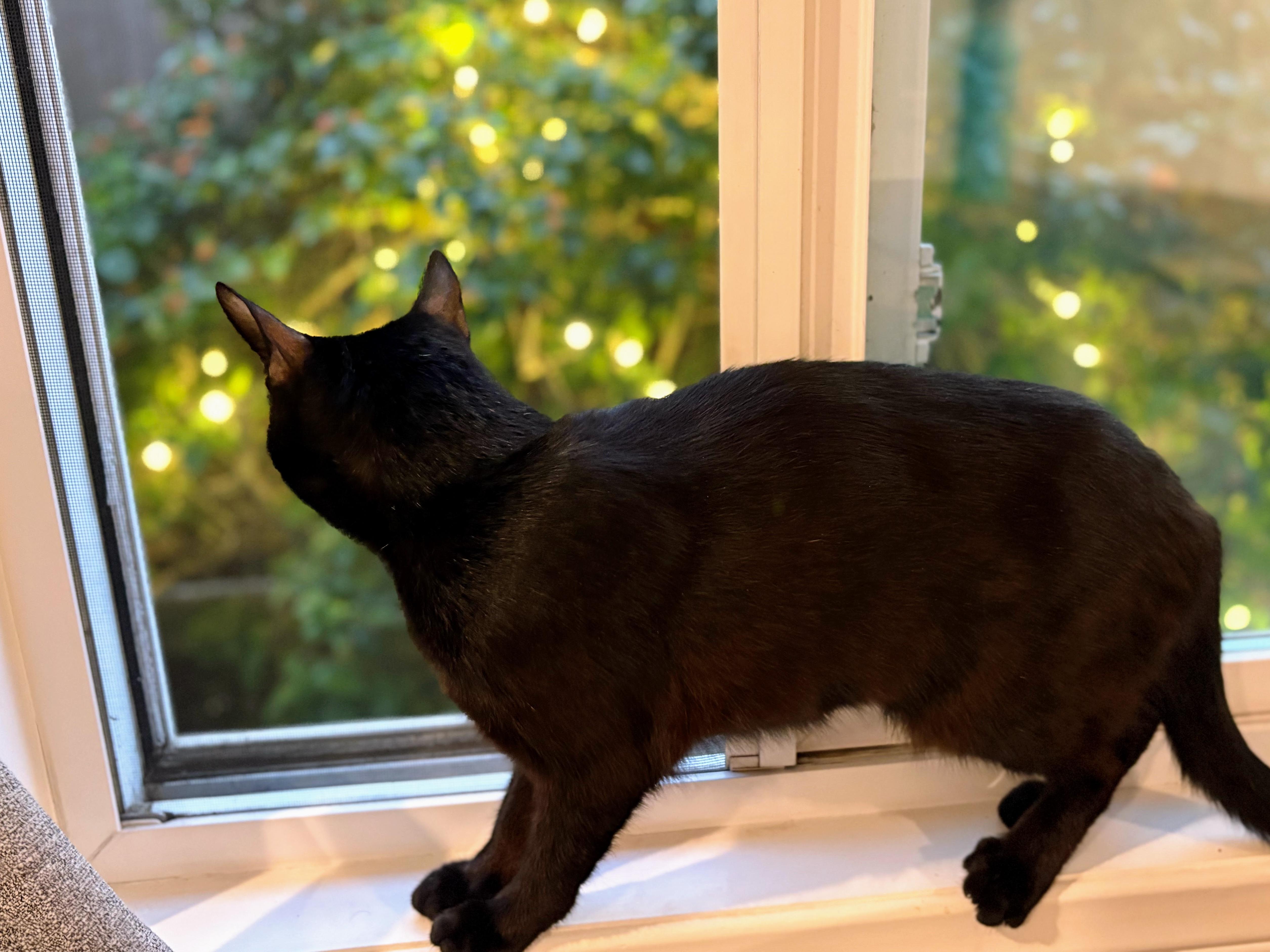 Scarlett thumbnail 4