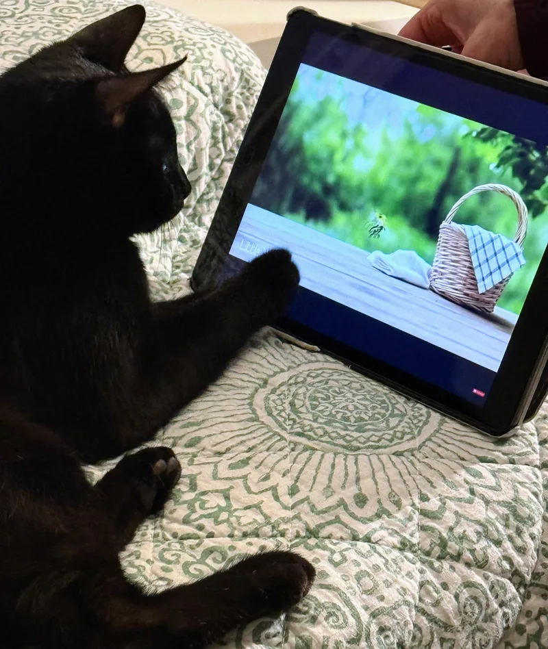 Scarlett thumbnail 5