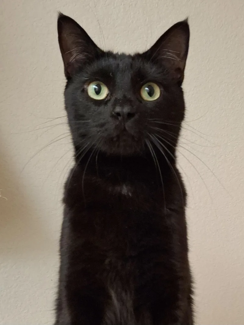 Scarlett thumbnail 6