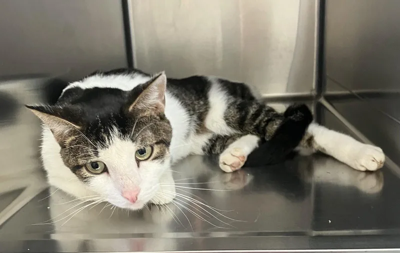 An adult medium-sized male Domestic Short Hair cat named Cooper Black & for adoption in Mitchell, SD