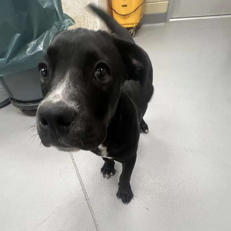 A baby medium-sized male Black Mixed Breed dog named StrayFairviewDriveReeseRoad for adoption in Columbus, GA