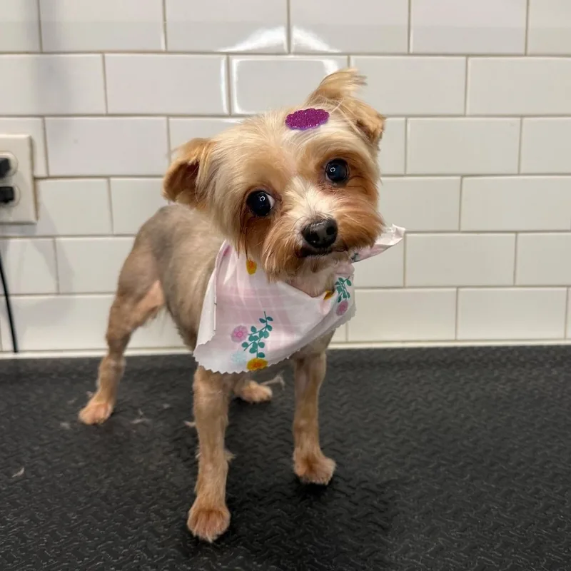 A senior small-sized female Yorkshire Terrier dog named Willow for adoption in Wayne, NJ