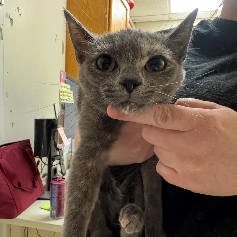 A young small-sized female Gray / Blue / Silver Domestic Short Hair cat named Mimi for adoption in Pekin, IL