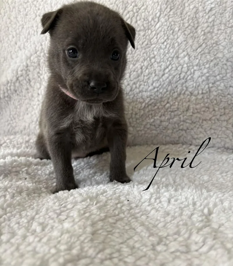 A baby medium-sized female Labrador Retriever dog named April Mama August Calendar for adoption in Carmel, NY