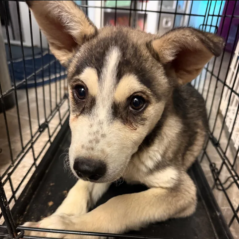A baby medium-sized male Brown / Chocolate Husky dog named Wasabi for adoption in Stagecoach, NV