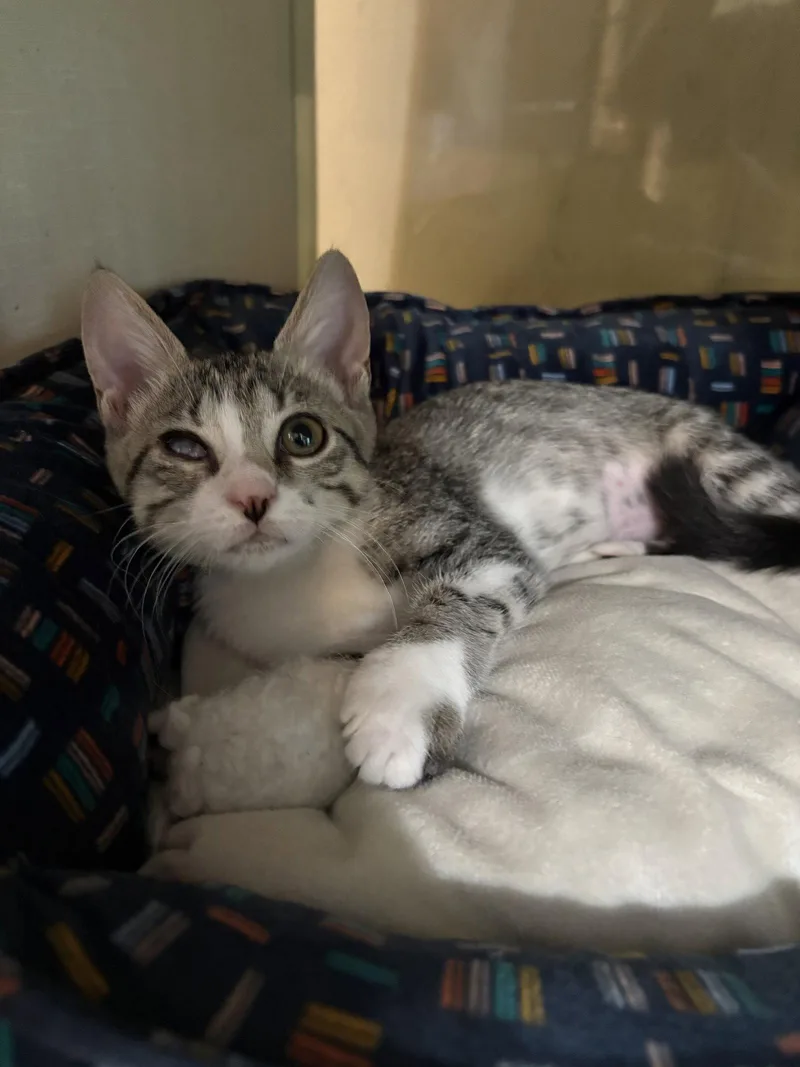 A baby medium-sized female Gray & White Domestic Short Hair cat named Moana for adoption in Yardley, PA