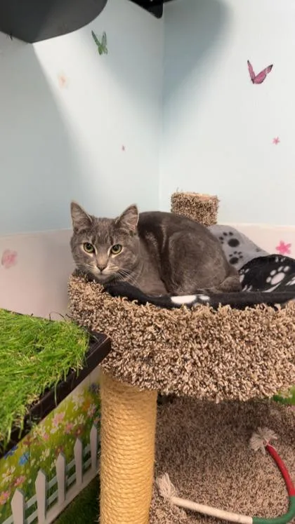 A young small-sized male Domestic Medium Hair cat named Husk Sweetie Pie bonded for adoption in East Brookfield, MA