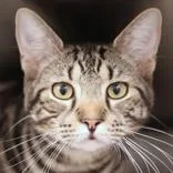 A young medium-sized male Black Domestic Short Hair cat named Newt for adoption in Hilliard, OH