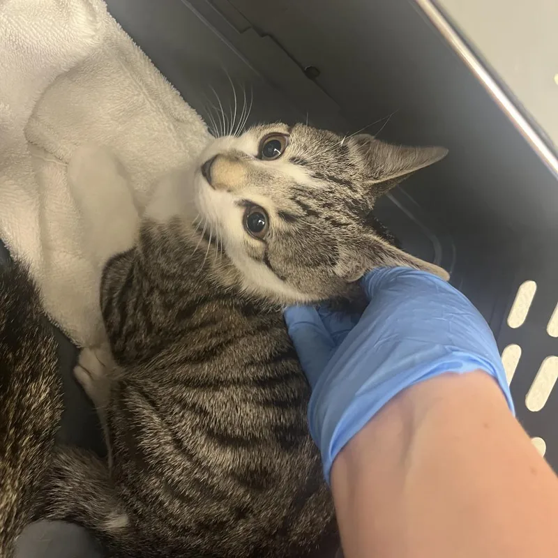 A baby small-sized male Brown / Chocolate Domestic Short Hair cat named 71408 for adoption in Harrisonburg, VA