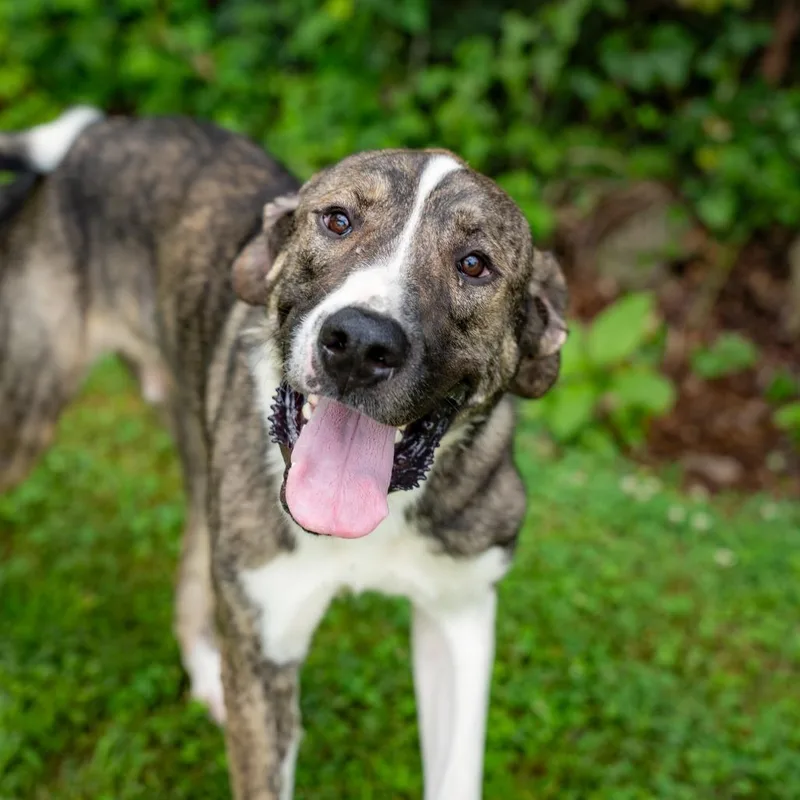 An adult extra large-sized male Brindle Mixed Breed dog named Cupid for adoption in Gainesville, GA