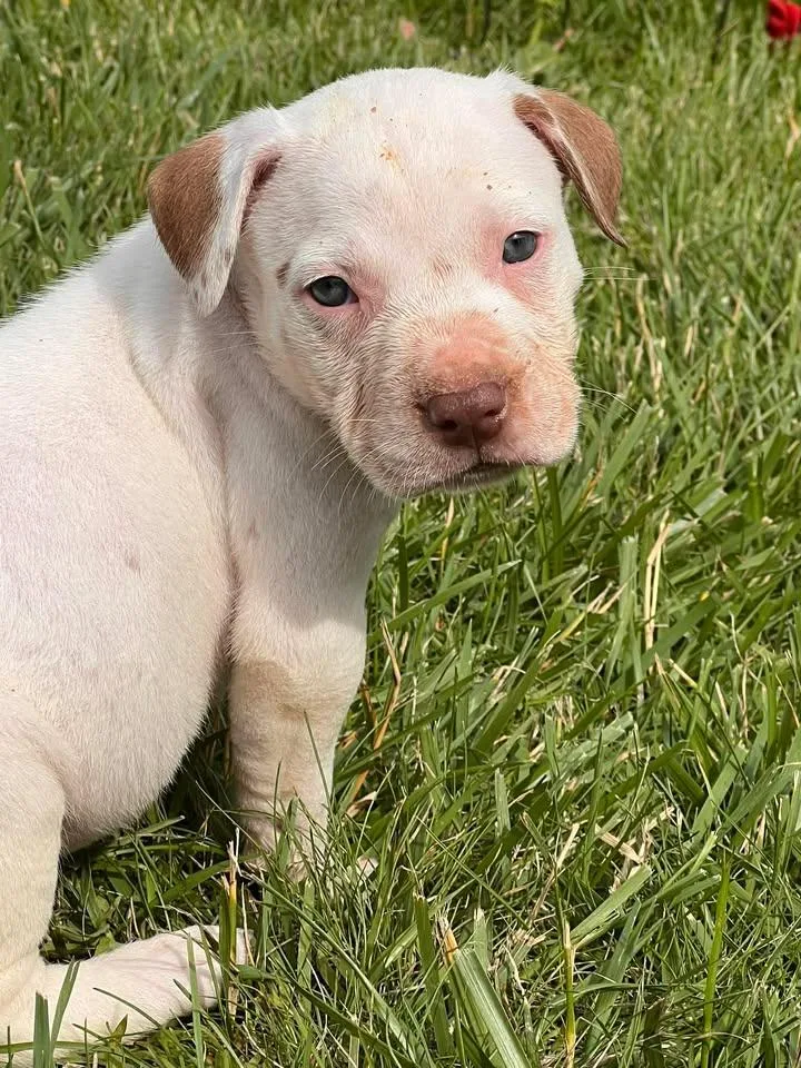 A baby medium-sized male White / Cream Mixed Breed dog named Hank for adoption in Clinton, WI
