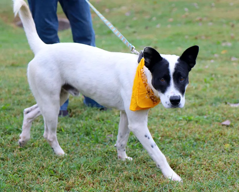 A young medium-sized male White / Cream Labrador Retriever dog named Howie for adoption in Kansas City, KS