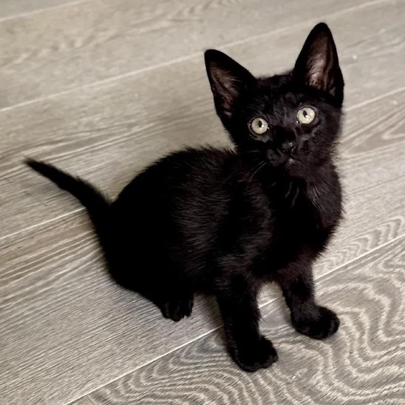 A baby small-sized female Black Domestic Short Hair cat named LaToya Jackson for adoption in Hamburg, NY