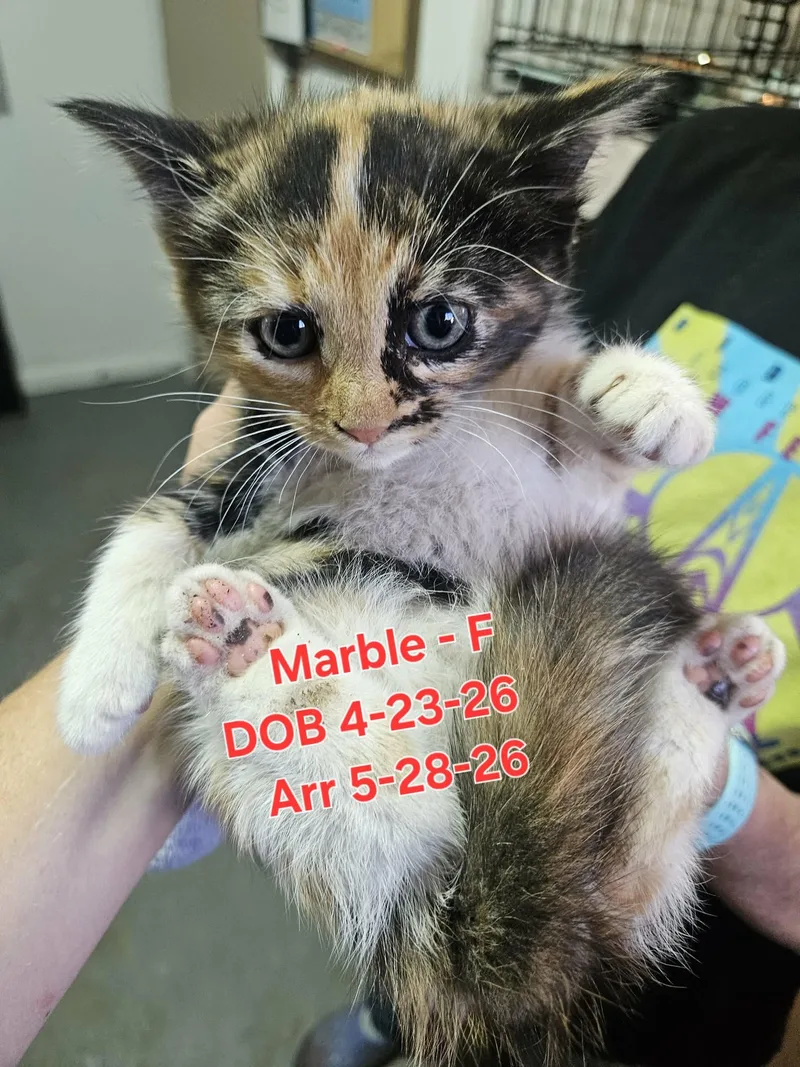 Marble