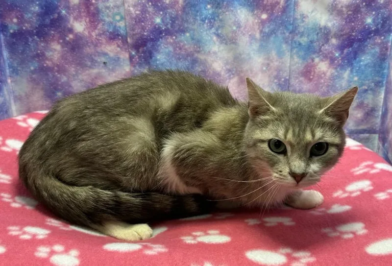 A young large-sized female Domestic Short Hair cat named Sally for adoption in Washington Court House, OH