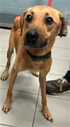 An adult medium-sized female Black Mouth Cur dog named Jezzrabell for adoption in Corpus Christi, TX